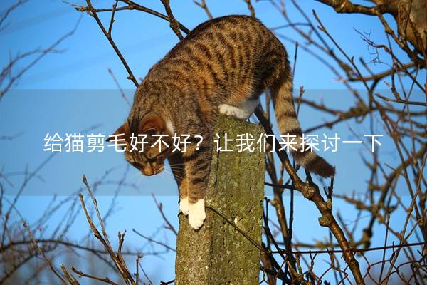 给猫剪毛好不好？让我们来探讨一下