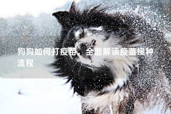 狗狗如何打疫苗，全面解读疫苗接种流程