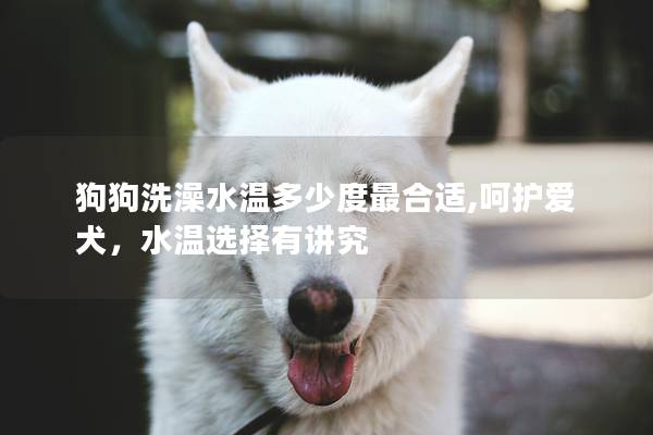 狗狗洗澡水温多少度最合适,呵护爱犬，水温选择有讲究