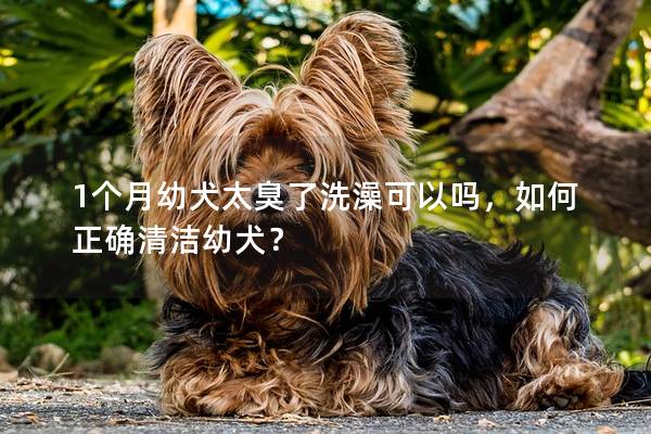 1个月幼犬太臭了洗澡可以吗，如何正确清洁幼犬？