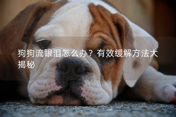 狗狗流眼泪怎么办？有效缓解方法大揭秘