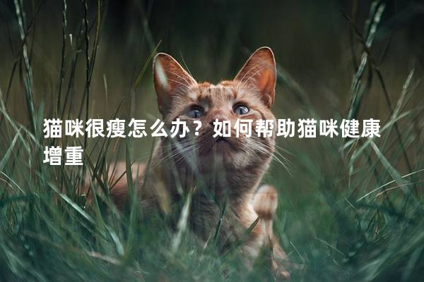 猫咪很瘦怎么办？如何帮助猫咪健康增重