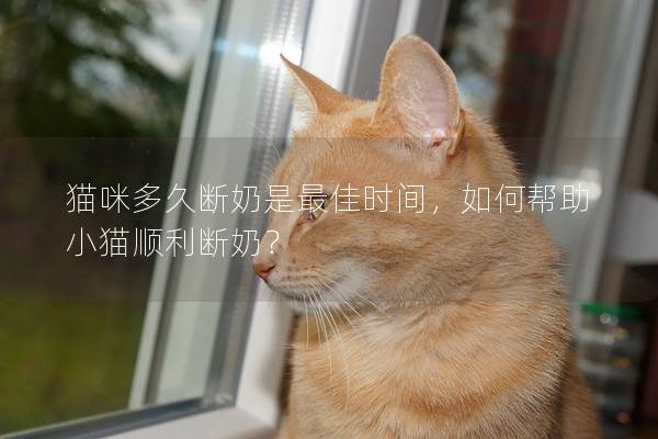 猫咪多久断奶是最佳时间，如何帮助小猫顺利断奶？