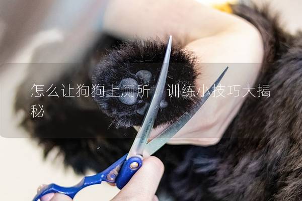 怎么让狗狗上厕所，训练小技巧大揭秘