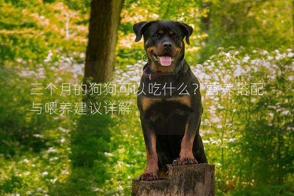 三个月的狗狗可以吃什么？营养搭配与喂养建议详解