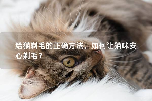 给猫剃毛的正确方法，如何让猫咪安心剃毛？