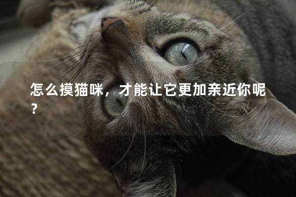 怎么摸猫咪，才能让它更加亲近你呢？
