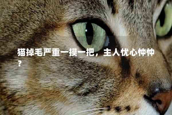猫掉毛严重一摸一把，主人忧心忡忡？