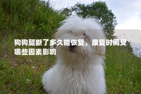 狗狗腿断了多久能恢复，康复时间受哪些因素影响