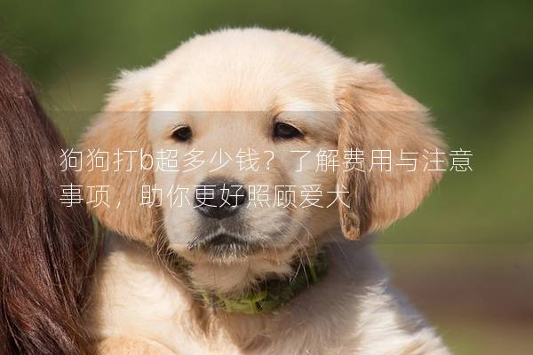 狗狗打b超多少钱？了解费用与注意事项，助你更好照顾爱犬
