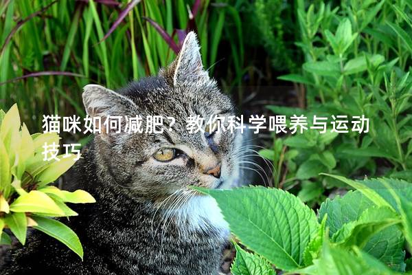 猫咪如何减肥？教你科学喂养与运动技巧