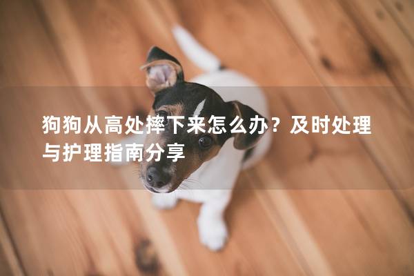 狗狗从高处摔下来怎么办？及时处理与护理指南分享