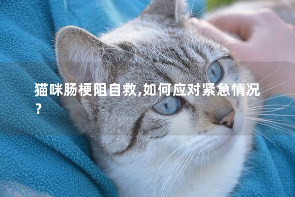 猫咪肠梗阻自救,如何应对紧急情况？