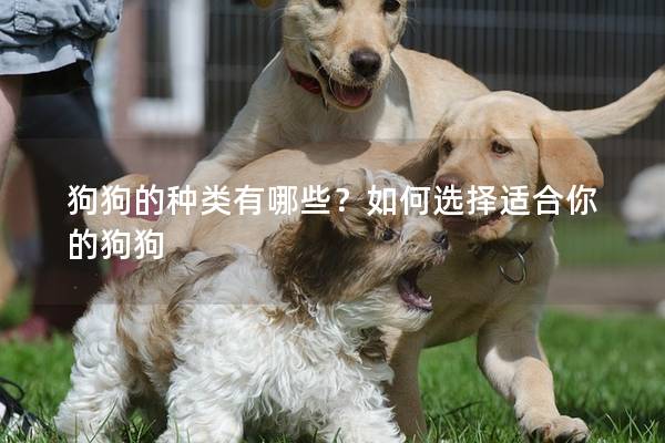 狗狗的种类有哪些？如何选择适合你的狗狗