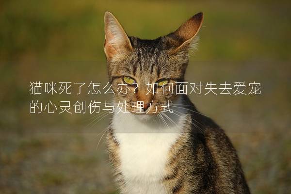 猫咪死了怎么办？如何面对失去爱宠的心灵创伤与处理方式