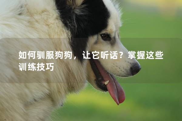 如何驯服狗狗，让它听话？掌握这些训练技巧