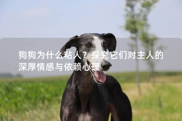 狗狗为什么粘人？探究它们对主人的深厚情感与依赖心理