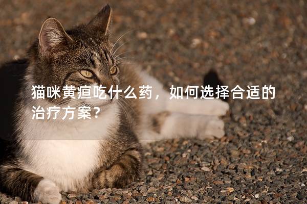 猫咪黄疸吃什么药，如何选择合适的治疗方案？