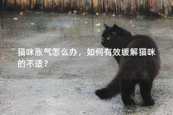 猫咪胀气怎么办，如何有效缓解猫咪的不适？