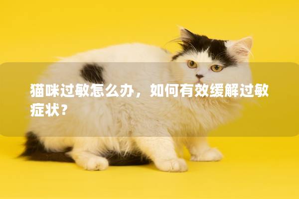猫咪过敏怎么办，如何有效缓解过敏症状？