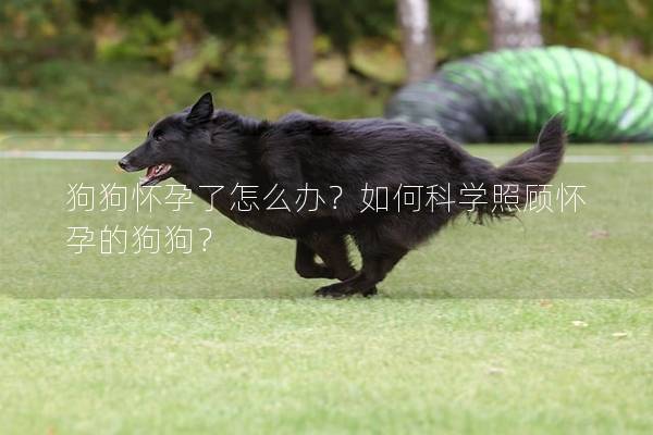 狗狗怀孕了怎么办？如何科学照顾怀孕的狗狗？