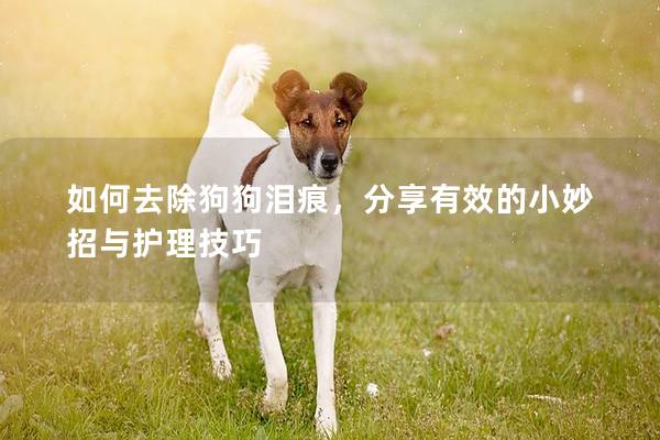 如何去除狗狗泪痕，分享有效的小妙招与护理技巧