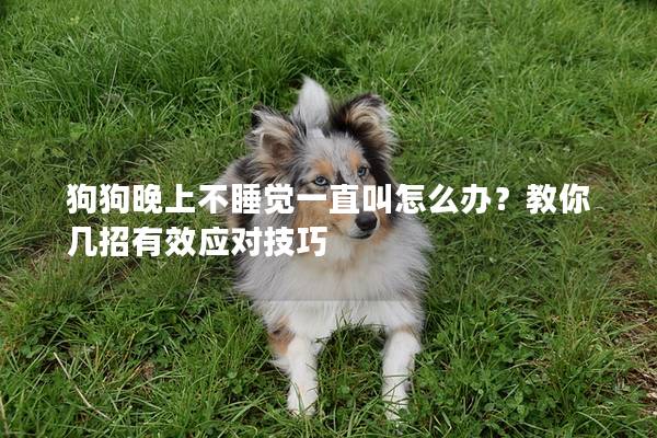 狗狗晚上不睡觉一直叫怎么办？教你几招有效应对技巧