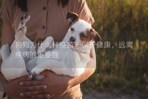 狗狗为什么打疫苗？保护健康，远离疾病的重要性
