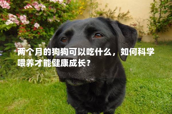 两个月的狗狗可以吃什么，如何科学喂养才能健康成长？