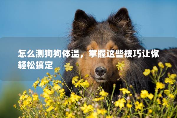 怎么测狗狗体温，掌握这些技巧让你轻松搞定