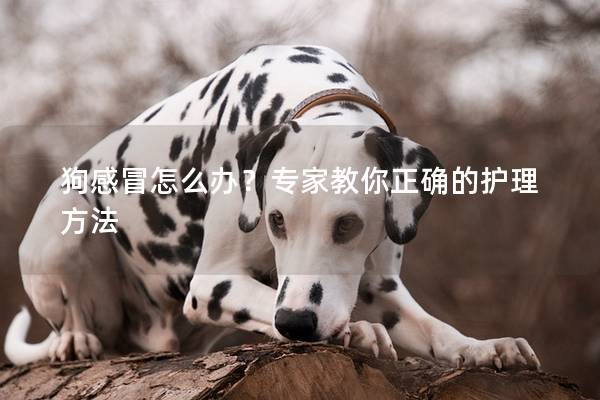 狗感冒怎么办？专家教你正确的护理方法