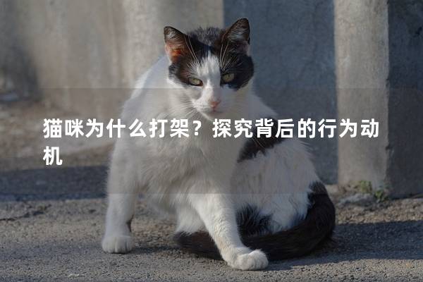 猫咪为什么打架？探究背后的行为动机