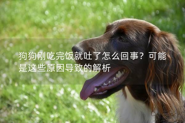 狗狗刚吃完饭就吐了怎么回事？可能是这些原因导致的解析