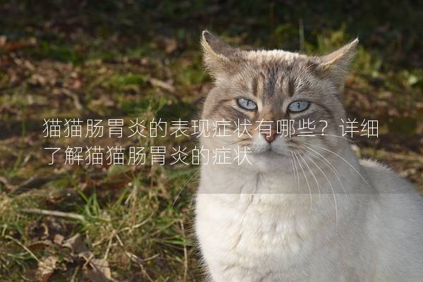 猫猫肠胃炎的表现症状有哪些？详细了解猫猫肠胃炎的症状
