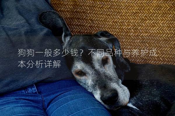 狗狗一般多少钱？不同品种与养护成本分析详解