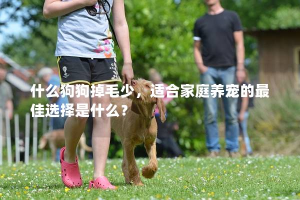 什么狗狗掉毛少，适合家庭养宠的最佳选择是什么？
