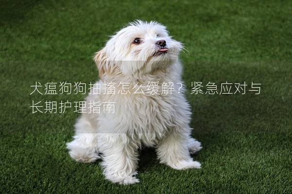 犬瘟狗狗抽搐怎么缓解？紧急应对与长期护理指南