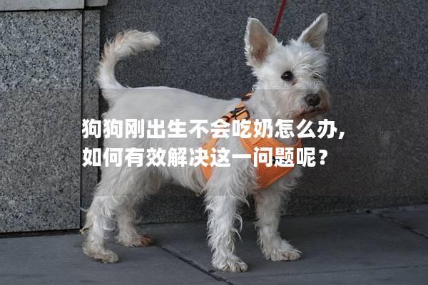 狗狗刚出生不会吃奶怎么办, 如何有效解决这一问题呢？