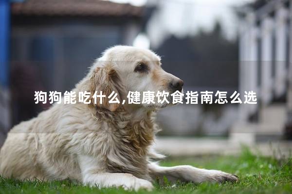 狗狗能吃什么,健康饮食指南怎么选