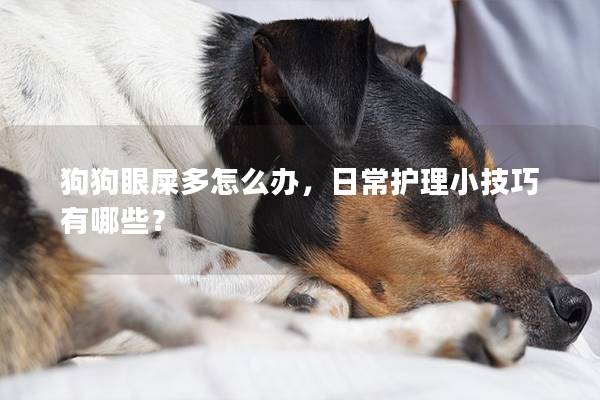 狗狗眼屎多怎么办，日常护理小技巧有哪些？