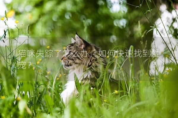 猫咪失踪了怎么办，如何快速找到爱宠？