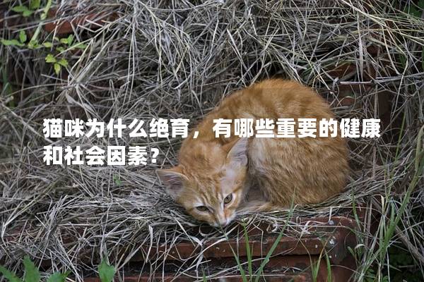 猫咪为什么绝育，有哪些重要的健康和社会因素？