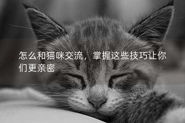 怎么和猫咪交流，掌握这些技巧让你们更亲密