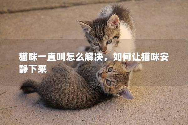 猫咪一直叫怎么解决，如何让猫咪安静下来