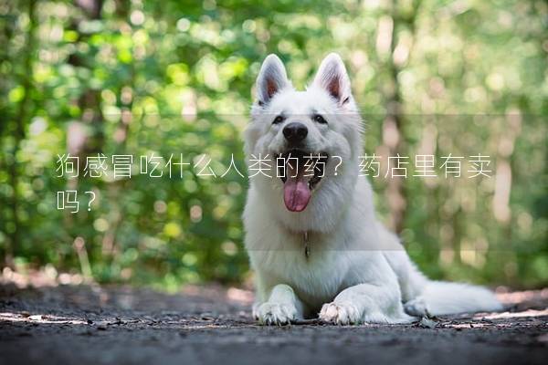 狗感冒吃什么人类的药？药店里有卖吗？