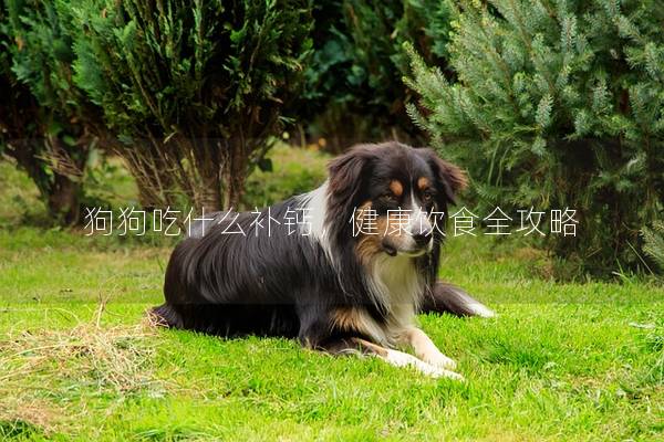 狗狗吃什么补钙，健康饮食全攻略