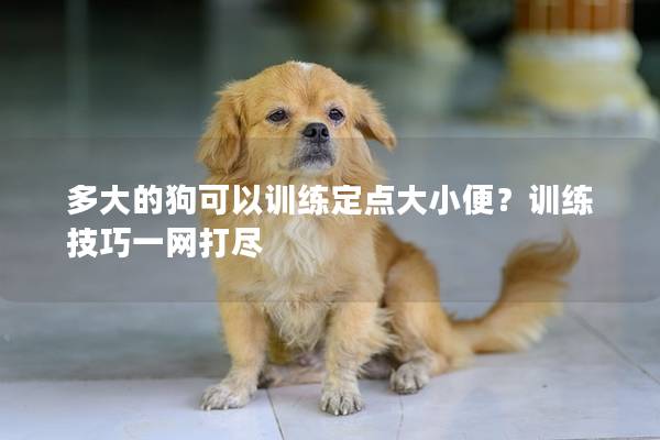 多大的狗可以训练定点大小便？训练技巧一网打尽