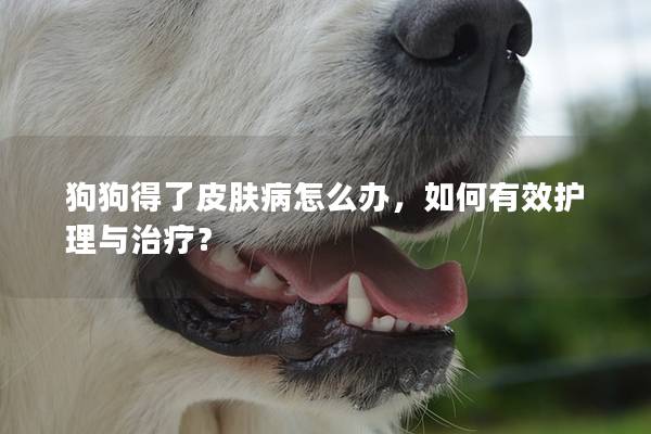 狗狗得了皮肤病怎么办，如何有效护理与治疗？