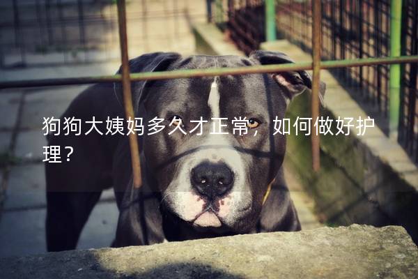狗狗大姨妈多久才正常，如何做好护理？