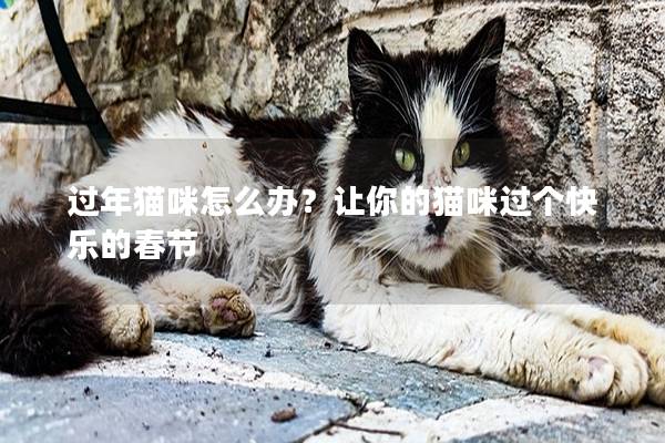 过年猫咪怎么办？让你的猫咪过个快乐的春节